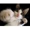 ‡新★猫の爪団本部‡