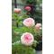 ＶＩＥ☆ＲＯＳＥＳ