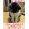 [V:4F4E][V:476F]猫耳王国[V:476F][V:4F4E]
